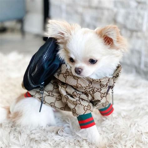 gucci silk dog jacket|gucci raincoat for dogs.